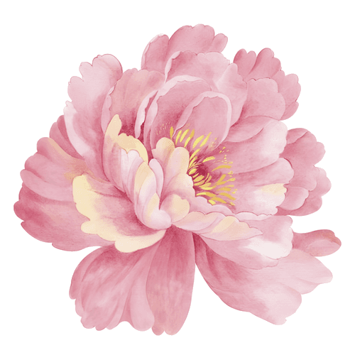 Pink peony flower